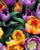 Анкета проститутки Тамара - метро Чертаново Центральное, возраст - 34